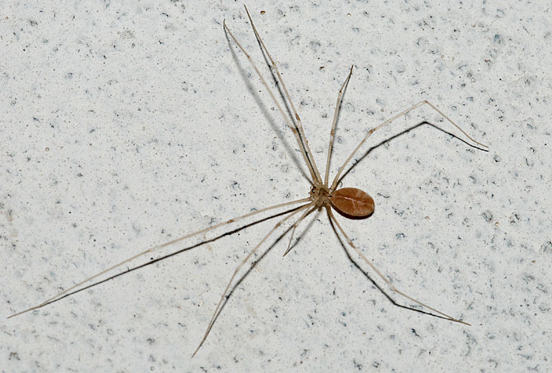 Pholcus phalangioides - Toano (RE)